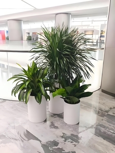 揭秘宁波鄞州绿植租摆方案，点亮空间绿意